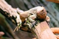 Iguana sitting on branch