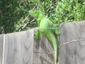 Iguana on fence