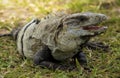 Iguana sitting on grass