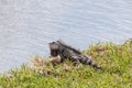 Iguana sitting in the grass at the waterfront. Royalty Free Stock Photo