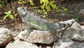 Iguana sitting on rocks in the sun