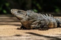 Close-up portrait of a resting Iguana in Mexico. Royalty Free Stock Photo