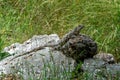 Close-up portrait of a resting Iguana in Mexico Royalty Free Stock Photo