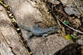 Iguana sitting on a trunk in Hacienda Baru Royalty Free Stock Photo