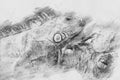 Iguana. Sketch with pencil