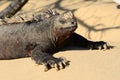 Iguana Royalty Free Stock Photo
