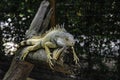 An iguana is sleeping on a tree branch in Suan Phueng District Zoo, Ratchaburi Royalty Free Stock Photo