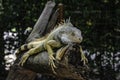 An iguana is sleeping on a tree branch in Suan Phueng District Zoo, Ratchaburi Royalty Free Stock Photo
