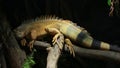 Iguana Sleeping on a Tree Trunk Royalty Free Stock Photo