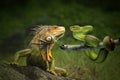 Dangerous friendship of Iguana and the Snake