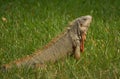 Iguana Royalty Free Stock Photo
