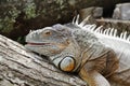 Iguana from Southwick`s Zoo Mendon Mass