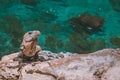 Iguana in stone in the caribbean Royalty Free Stock Photo