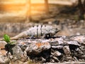 Iguana on a stone wall