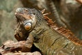 Iguana in the sun Royalty Free Stock Photo