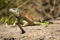 Iguana sun Royalty Free Stock Photo