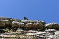 An Iguana Sun Bathing at the Top of Nohoch Mul Ancient Mayan Ruins, Coba Mexico