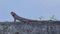 Iguana sun bathing on the wall Royalty Free Stock Photo