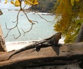 Iguana Sunning on Driftwood