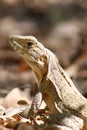 Iguana Sunning Itself