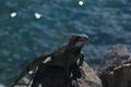 Iguana sunning on a rock in the Caribbean