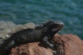 Iguana sunning on a rock in the Caribbean