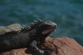 Iguana sunning on a rock in the Caribbean