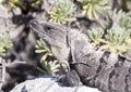 Iguana sunning on a rock, Puerto Aventuras, Mexico