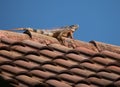 Iguana Sunning on Top of Barrel Tile Roof