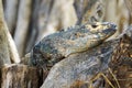 Iguana sunning on a tree