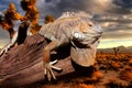 Iguana at sunset