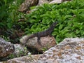 Mexico Iguana takin sunbathing 