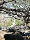 Iguana taking sun Royalty Free Stock Photo