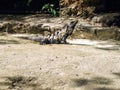 Iguana taking sun Royalty Free Stock Photo