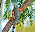 Iguana on a tree