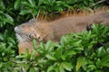 Iguana in tree Royalty Free Stock Photo