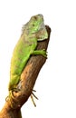 Iguana on a tree Royalty Free Stock Photo