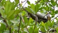 Iguana in a tree at the Anne Kolb Nature Center Royalty Free Stock Photo