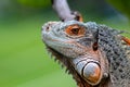 Iguana on a tree branch, red crested iguana on a tree Royalty Free Stock Photo