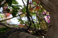 Iguana in a tree