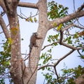 Iguana on a tree Royalty Free Stock Photo