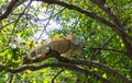 Iguana in the trees