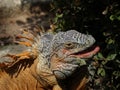 iguana, tropical climate animal with scaly skin in green colors Royalty Free Stock Photo