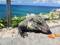 Iguana trying to catch snack by the ocean Royalty Free Stock Photo