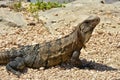 An iguana at Tulum, a Mayan city in Mexico