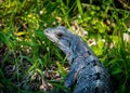 Iguana - Tulum, Mexico