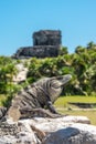 Iguana at Tulum Mexico