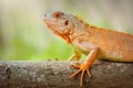 Iguana on twigs in tropical garden