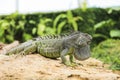 Iguana verde