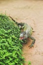 Iguana verde